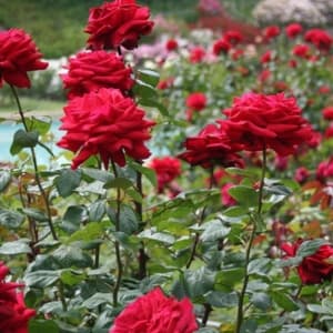 Zakir Hussain Rose Garden